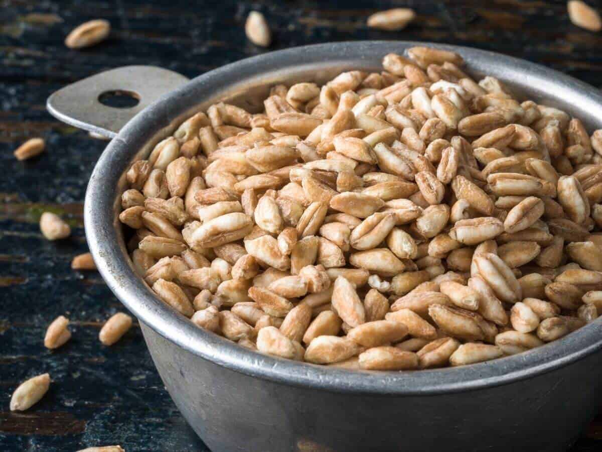 Featured image for the post titled: is farro gluten free? It depicts a metal measuring cup full of dry farro that is overflowing. Some farro has fallen onto the table below.