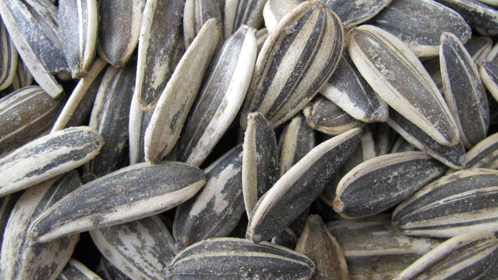A close up view of sunflower seeds with shells.