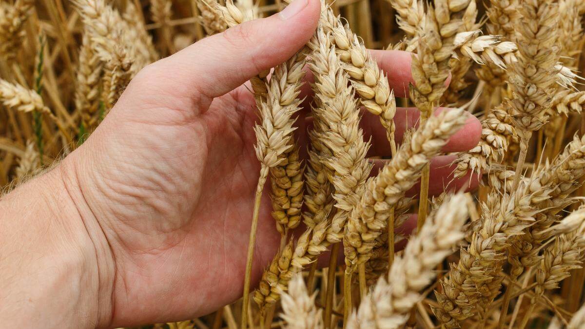A hand holding wheat plants.