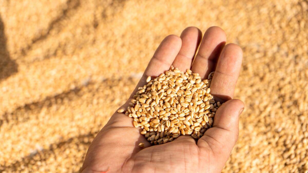 A hand holding a pile of wheat bran.