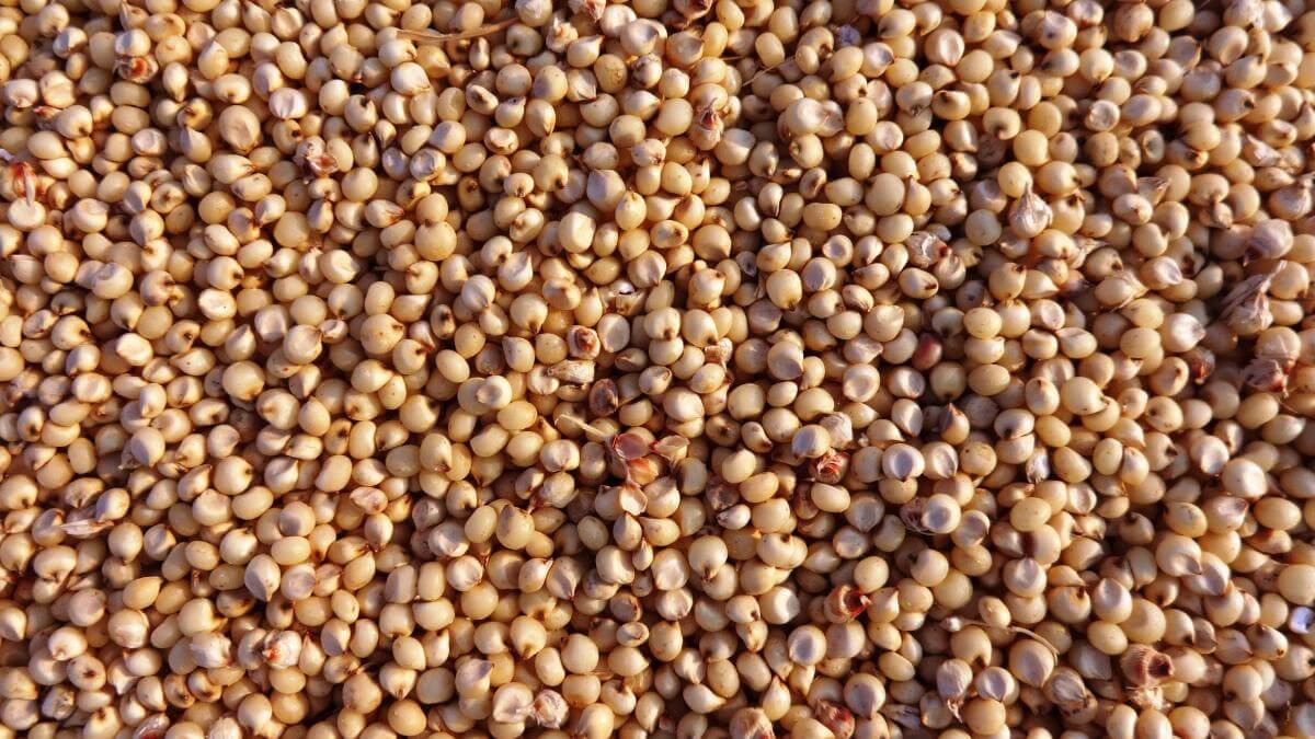 A large pile of sorghum grains.