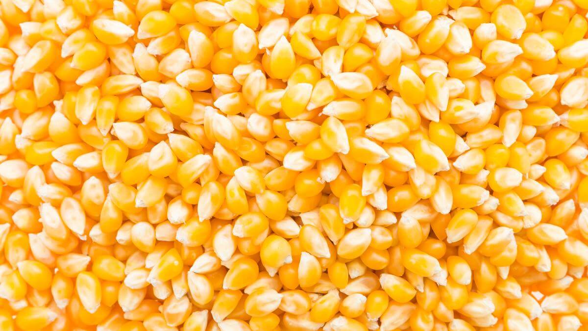 A large pile of uncooked corn.