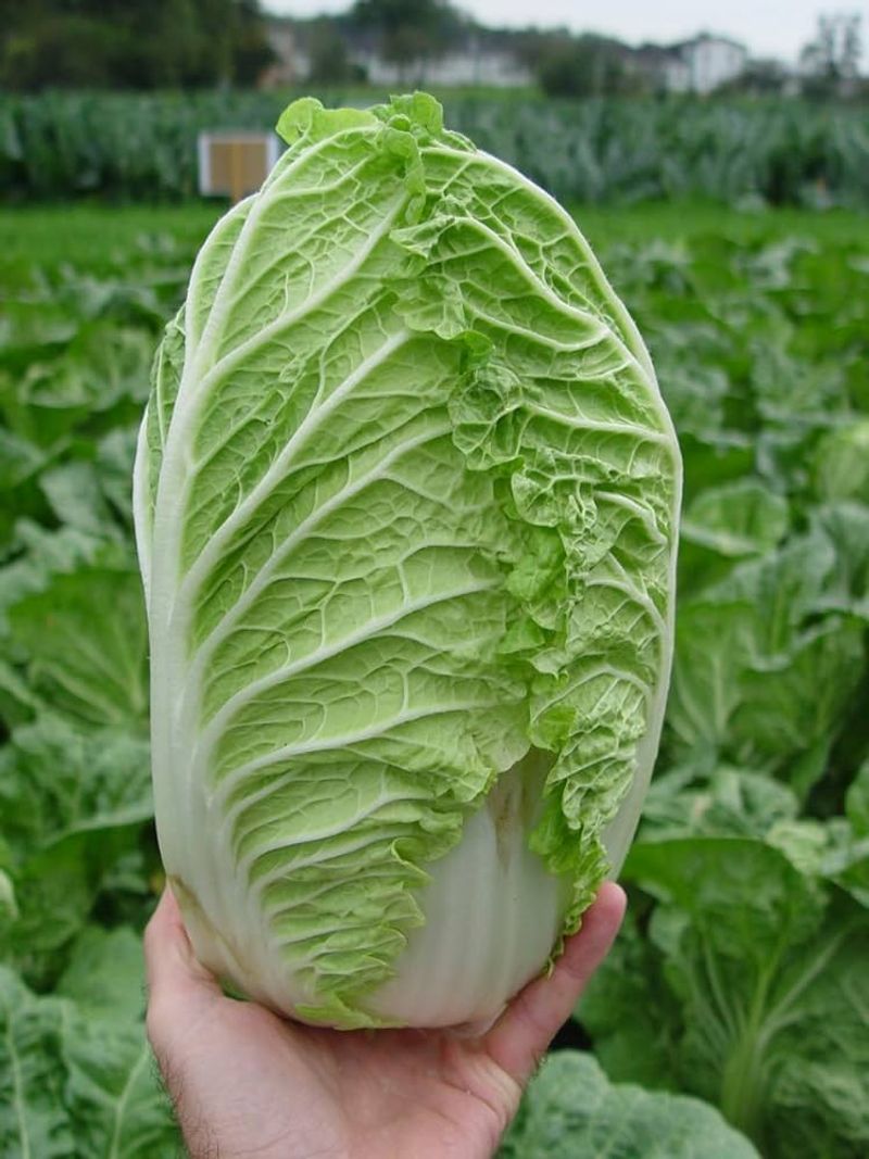 Napa cabbage