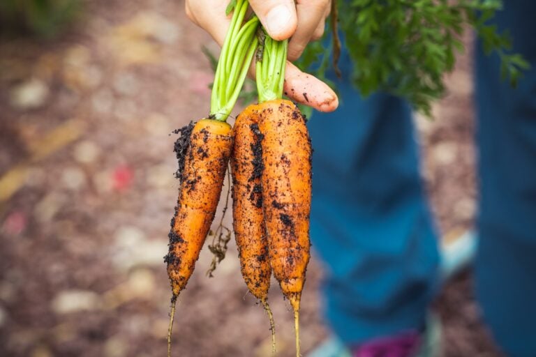 Quick Harvest: 12 Vegetables Ready to Eat in Record Time