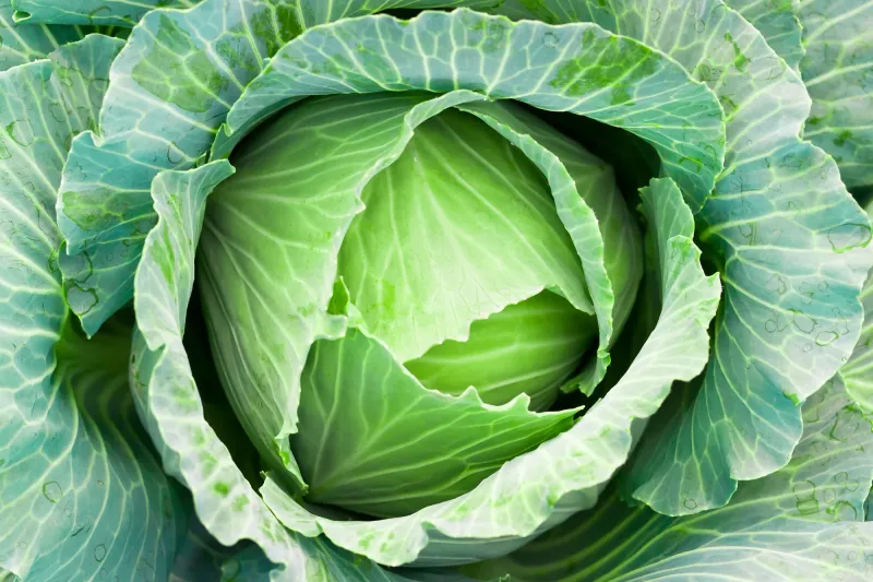 Green cabbage