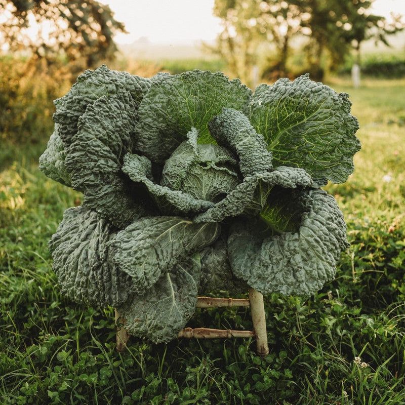 Savoy cabbage